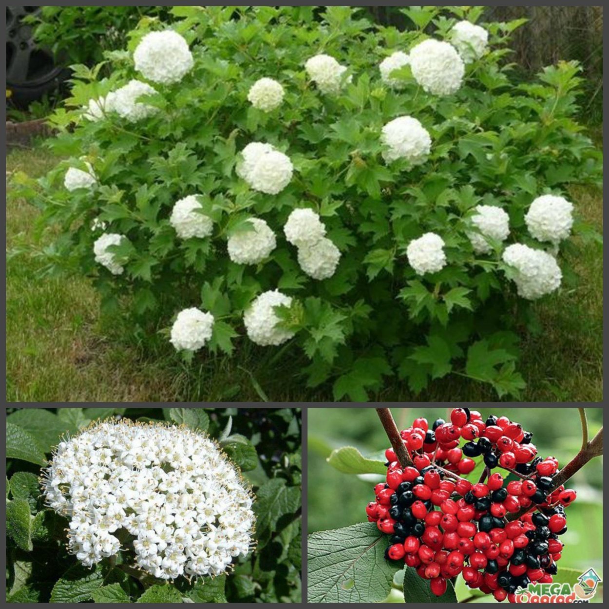 Калина бульденеж морозостойкая