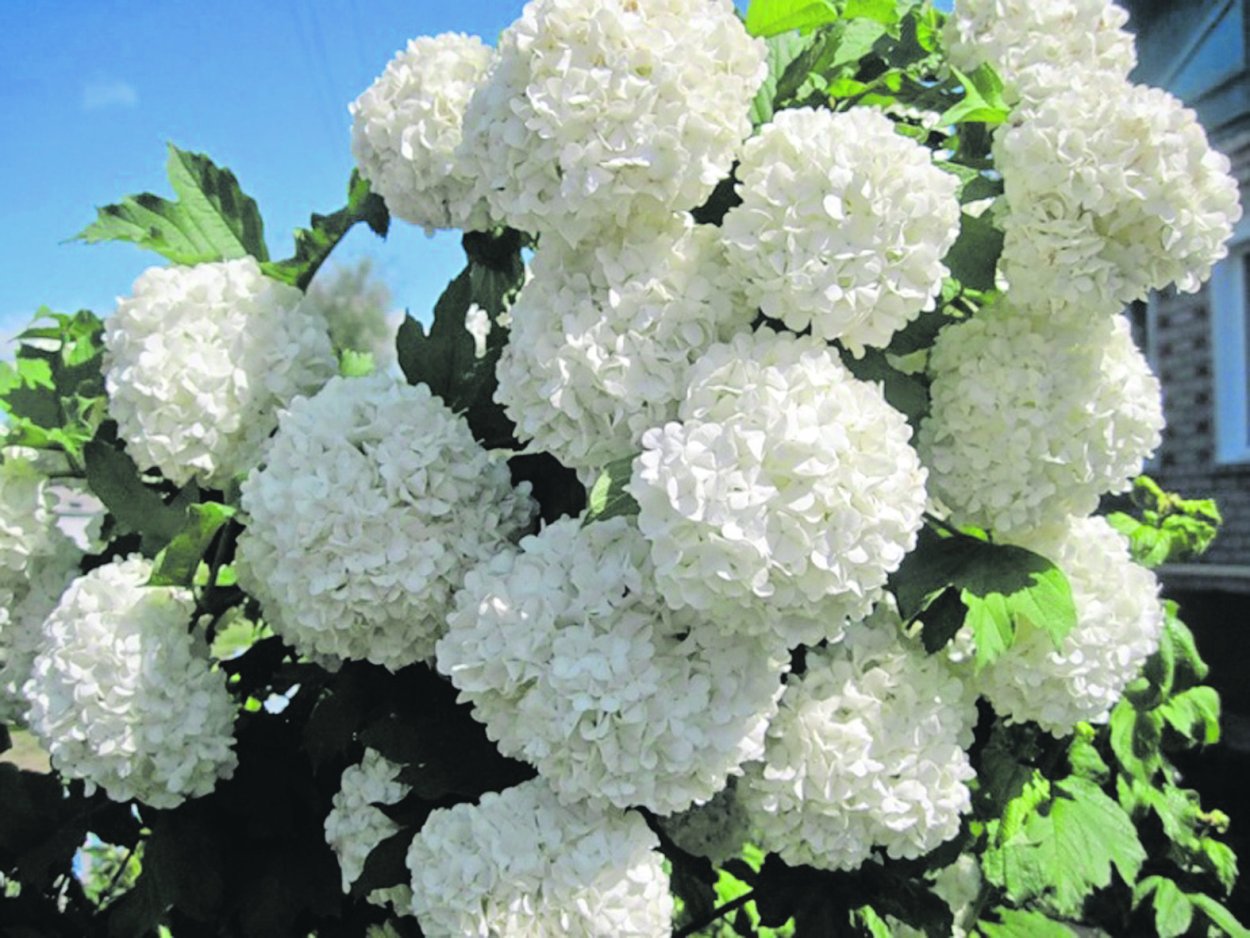 Кустарник Калина бульденеж