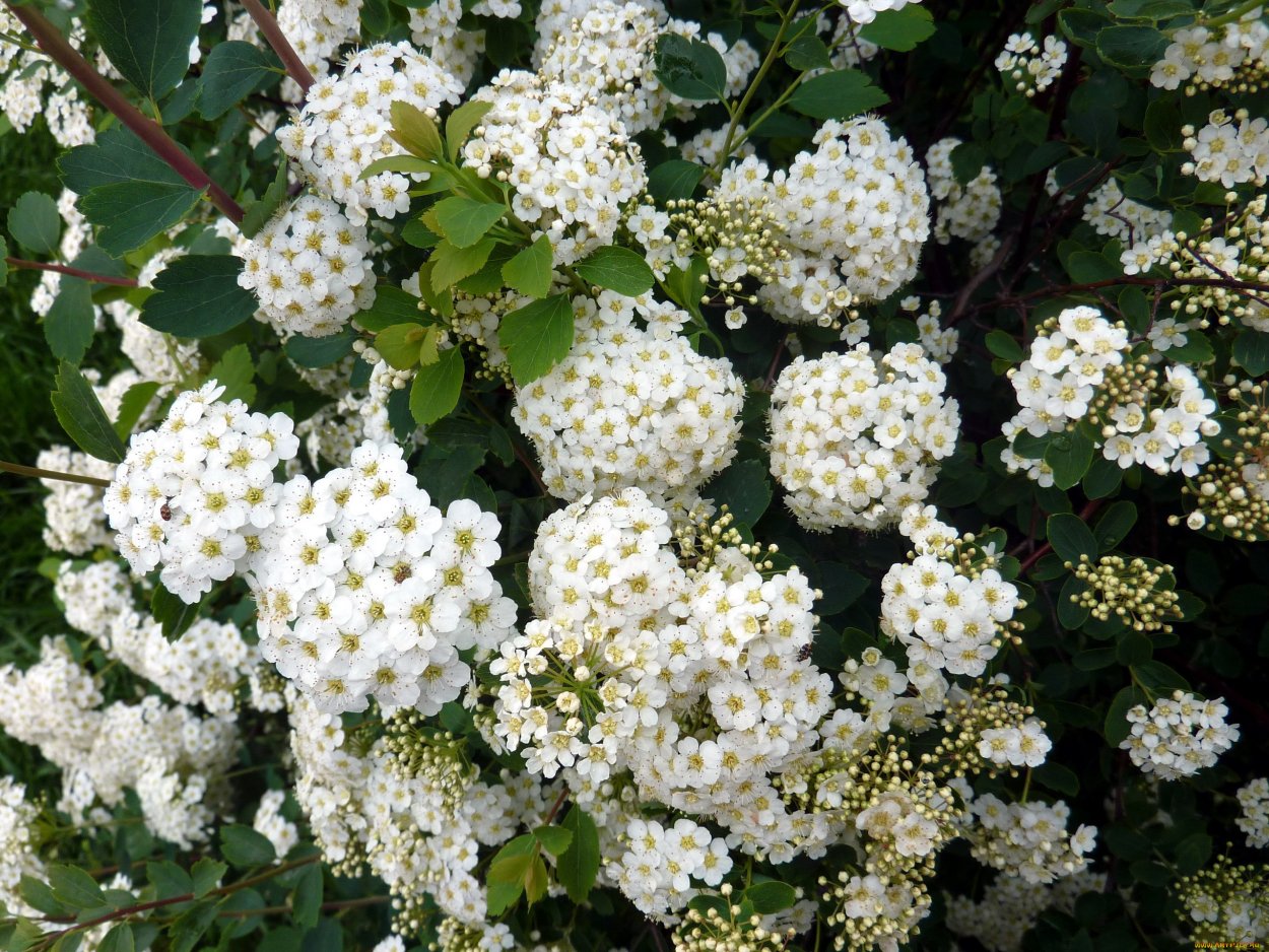 Снежноягодник цветет