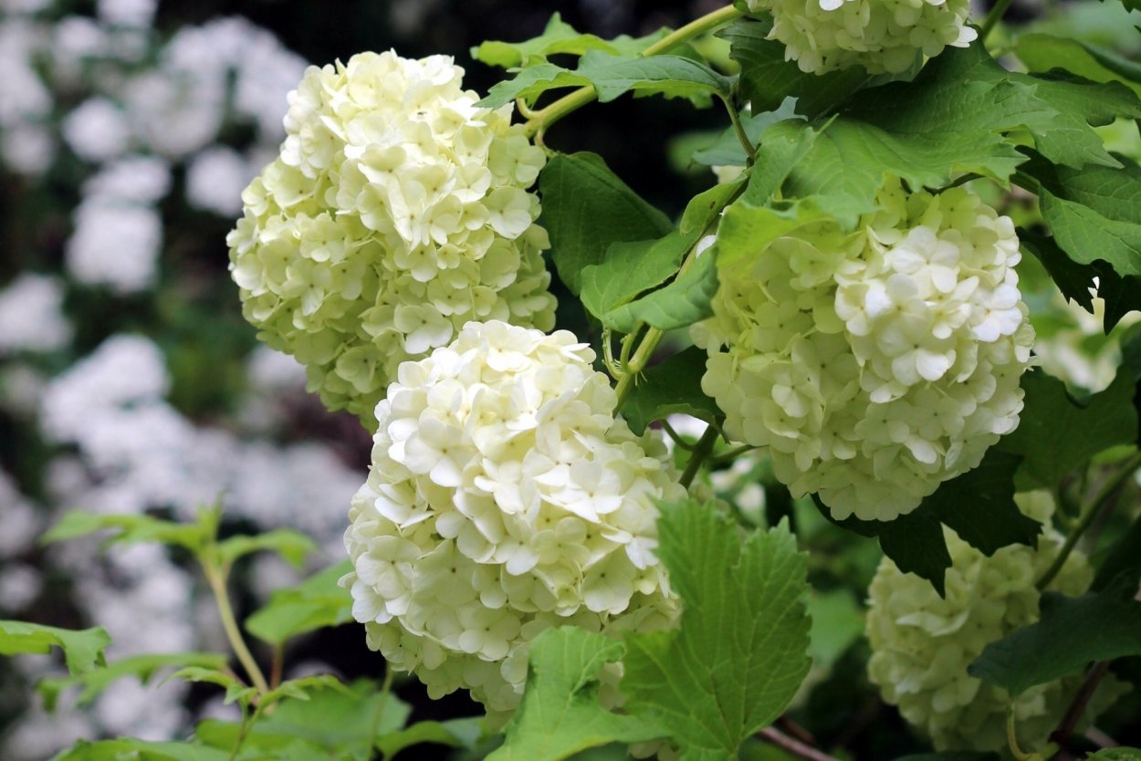 Калина бульденеж