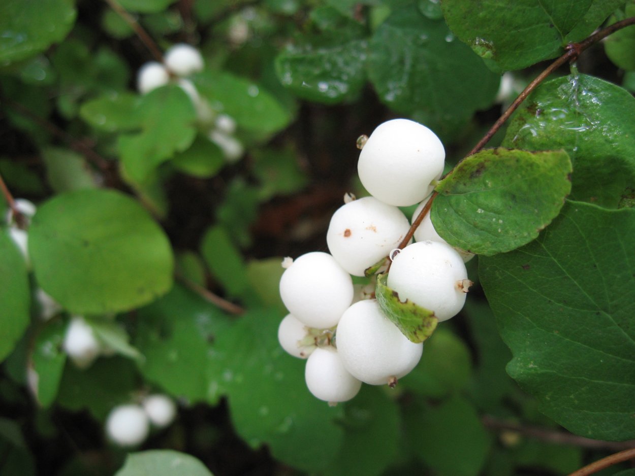 Снежноягодник белый (Symphoricarpos Albus) куст