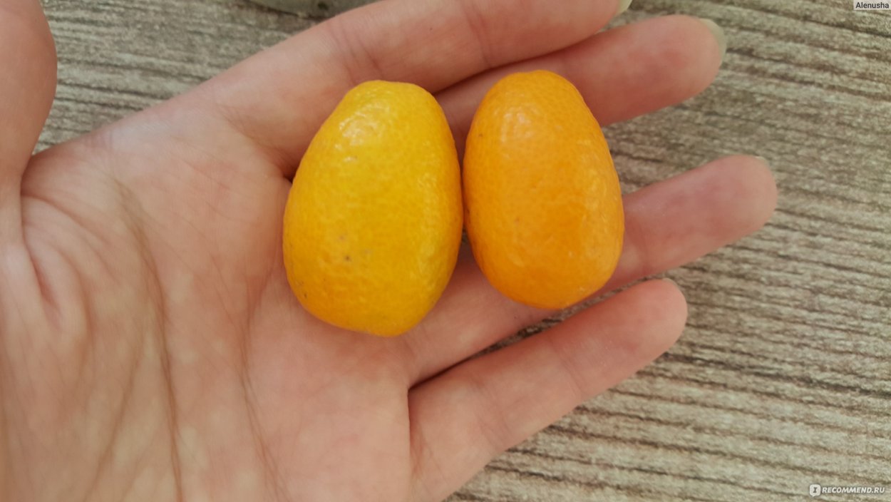 Лимон скрещенный с апельсином
