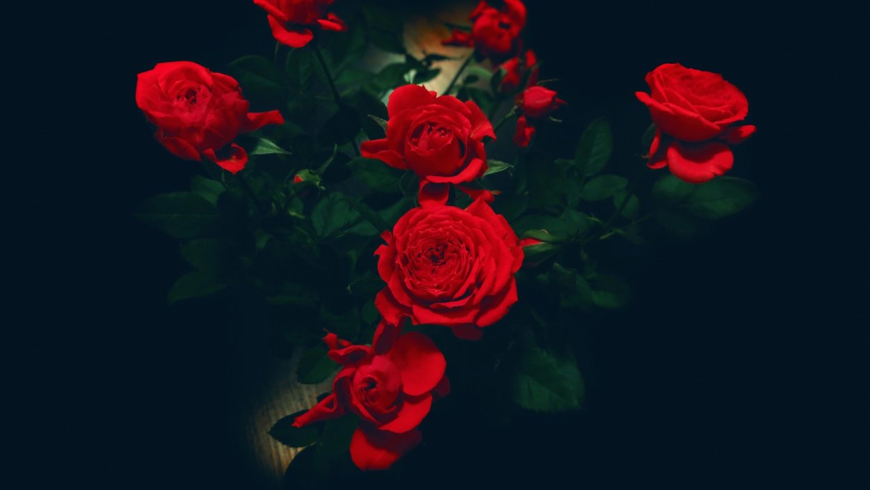 Красная роза на черном фоне