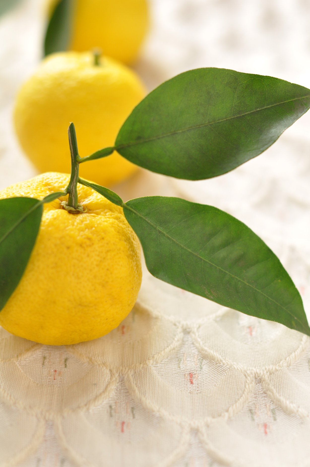 Юдзу цитрус