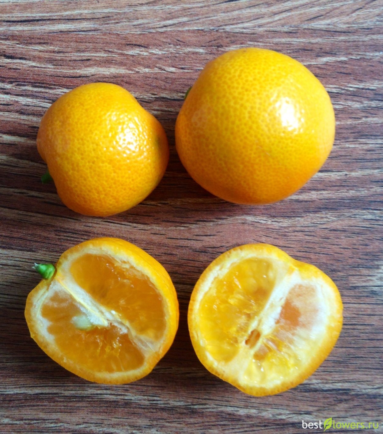 Цитрус каламондин