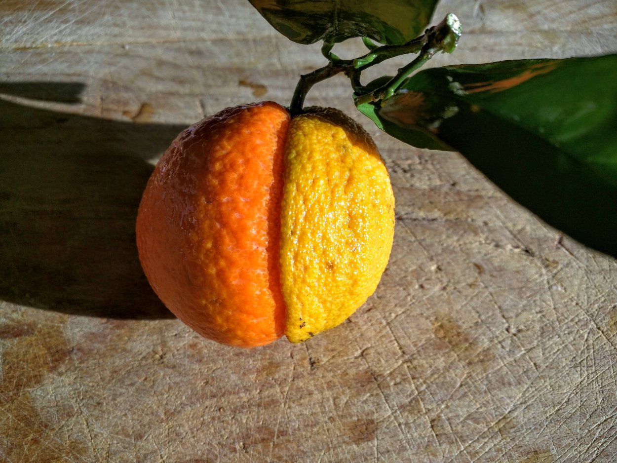 Сорт лимона оранжевый