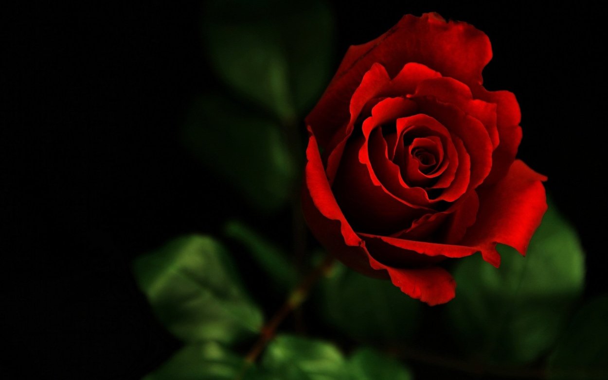 Красные розы