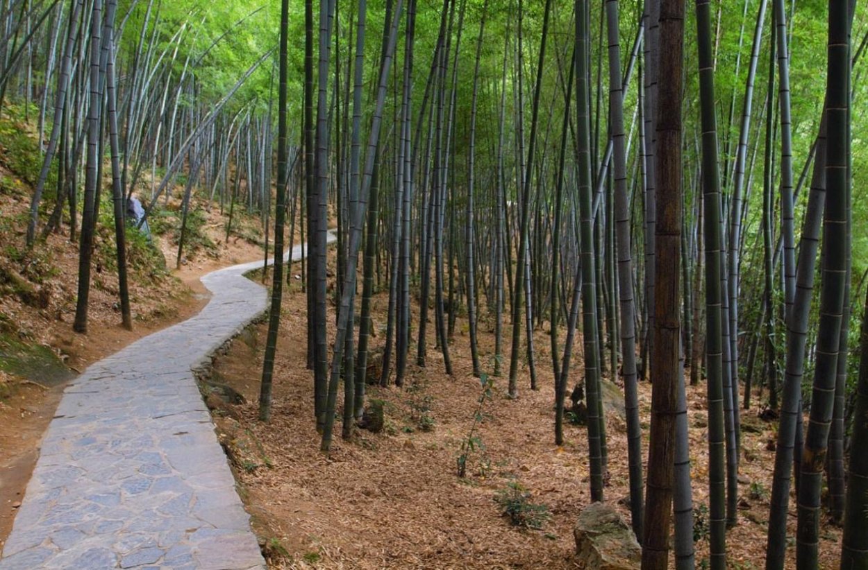 National Geographic Bamboo Forest