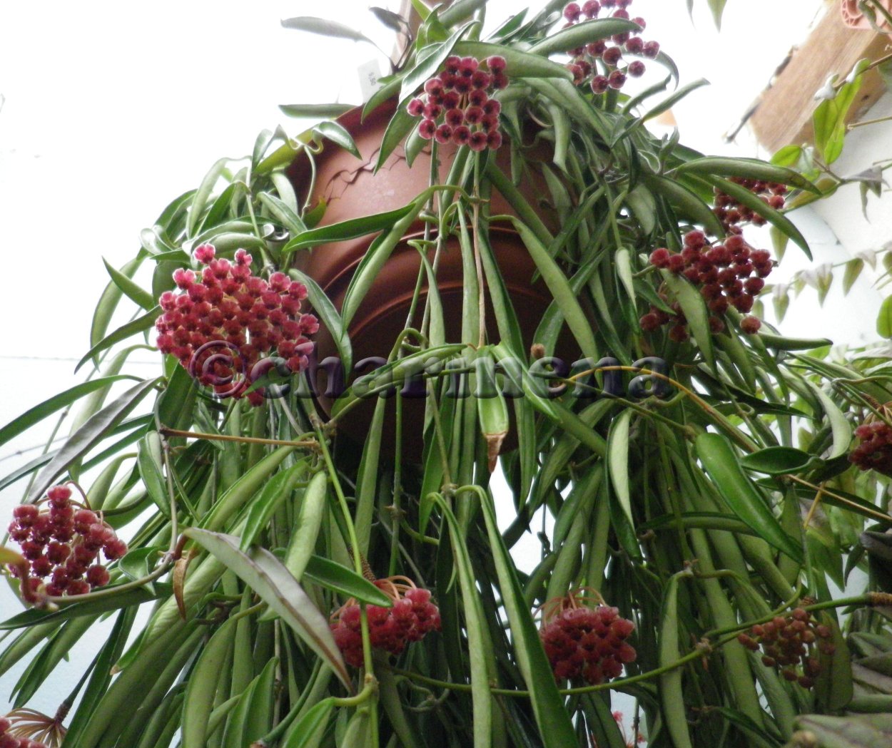 Хойя kentiana variegata