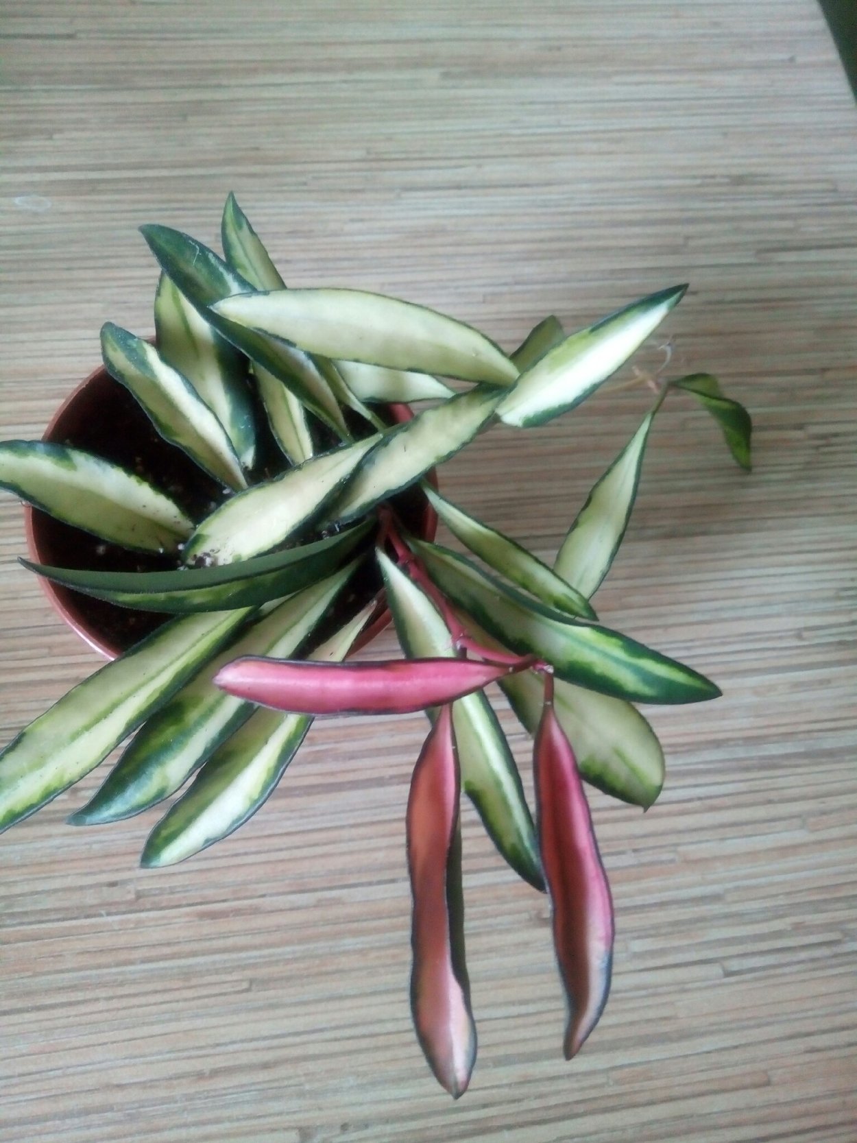 Хойя kentiana variegated