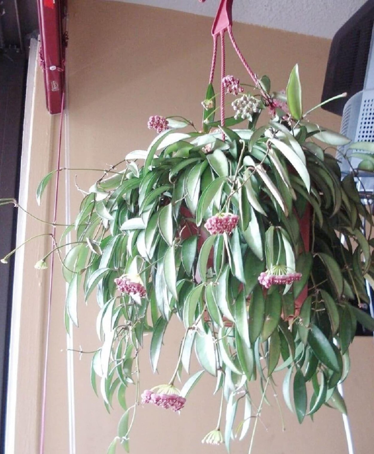 Хойя kentiana variegata