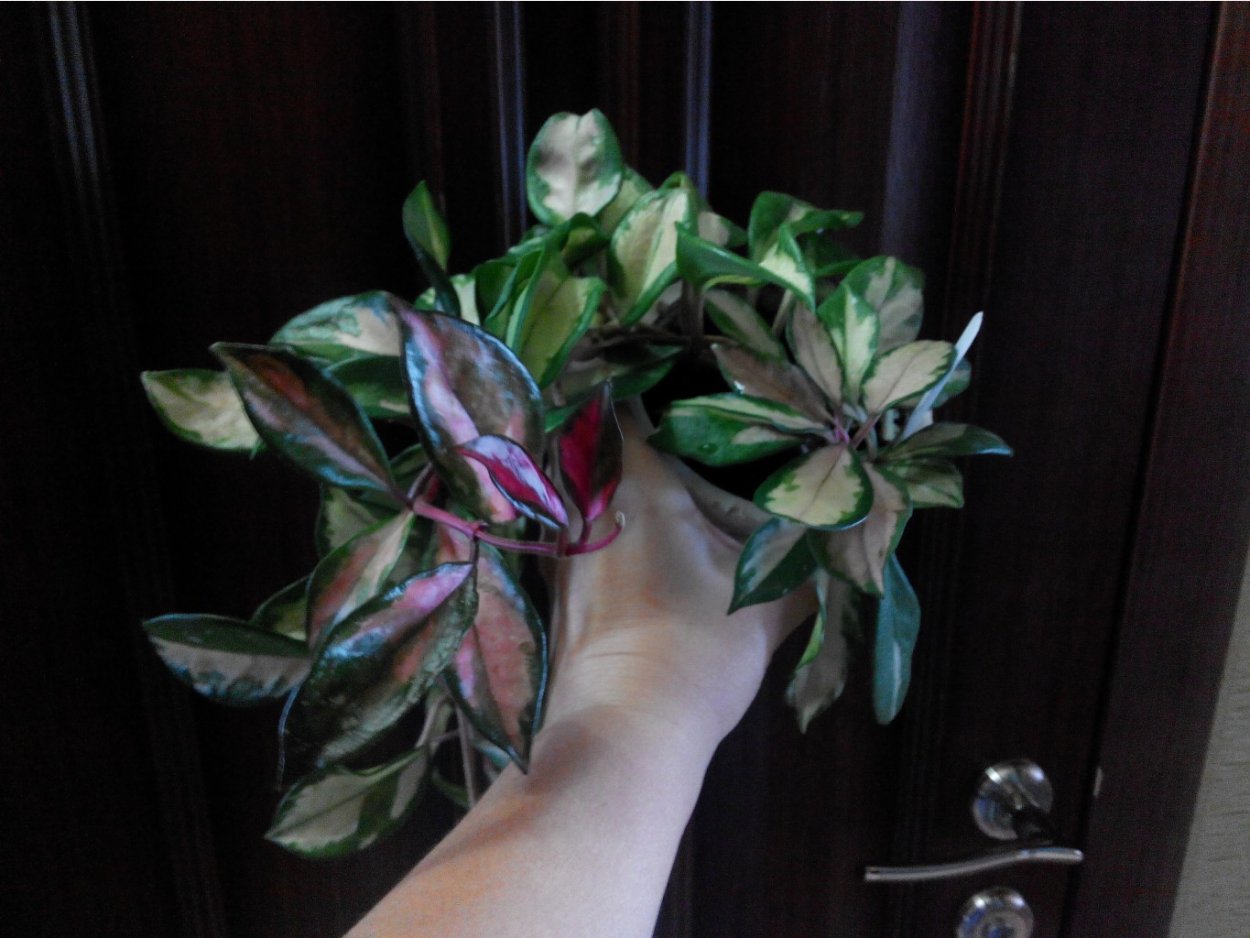 Керри вар Орхия ванильная