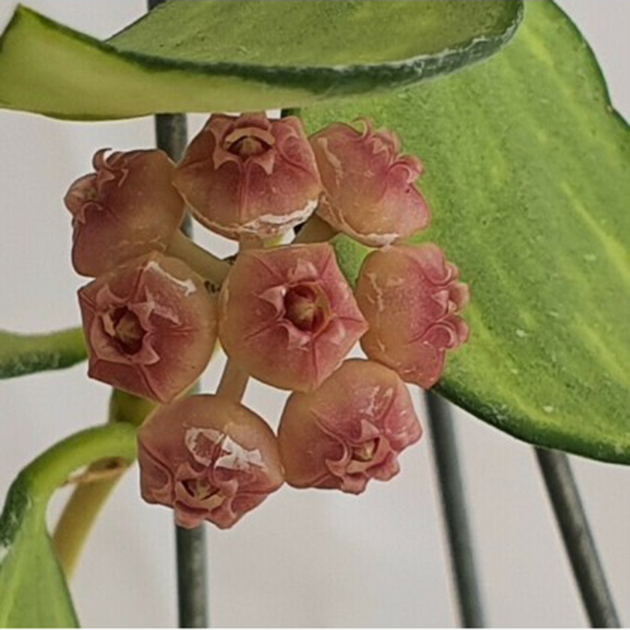 Хойя Хеускелиана