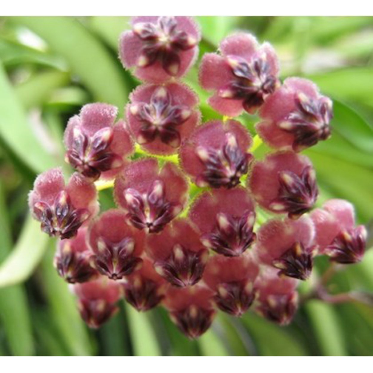 Хойя kentiana variegata