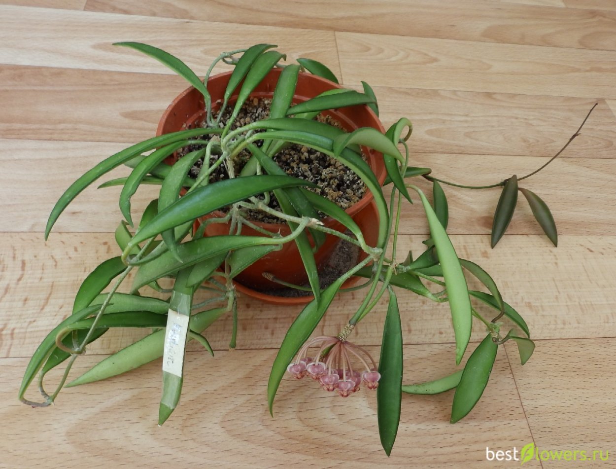 Хойя kentiana variegata