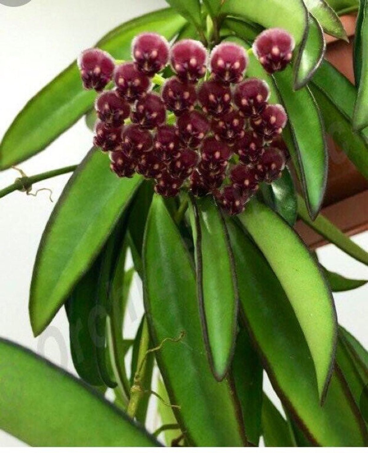 Хойя Hoya wayetii Tricolor