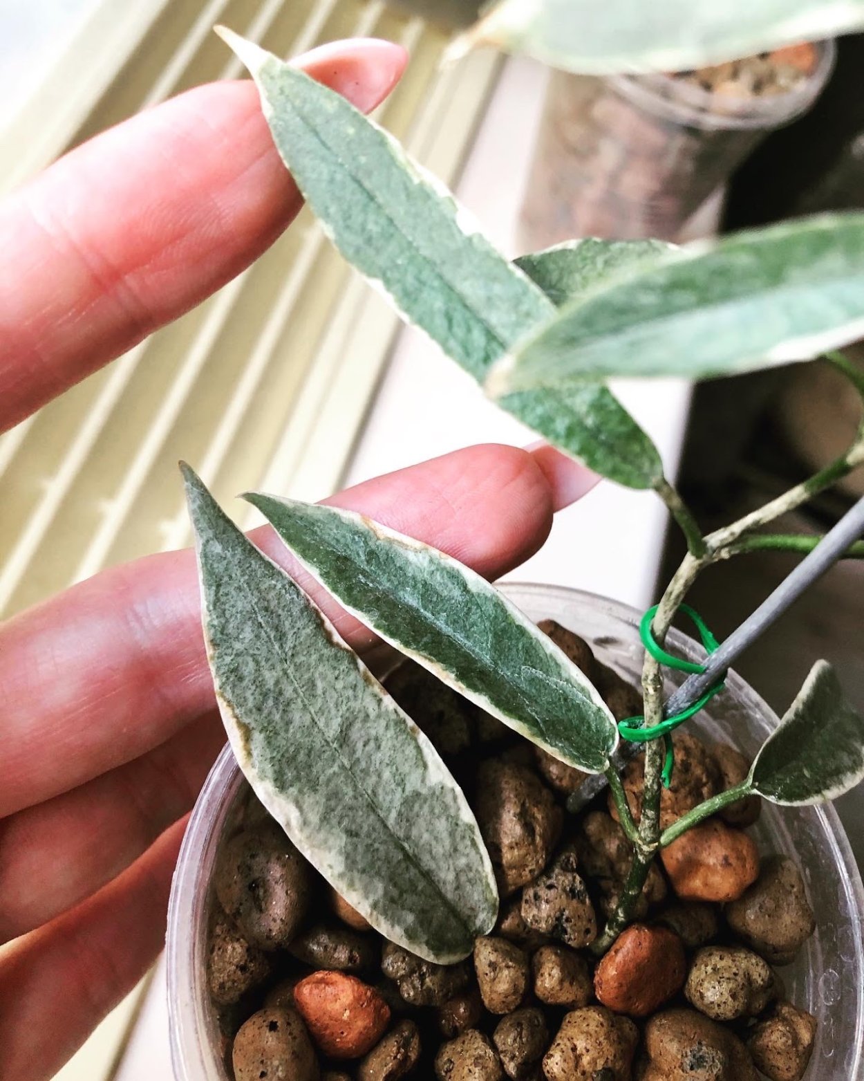 Хойя Кентиана Вариегата