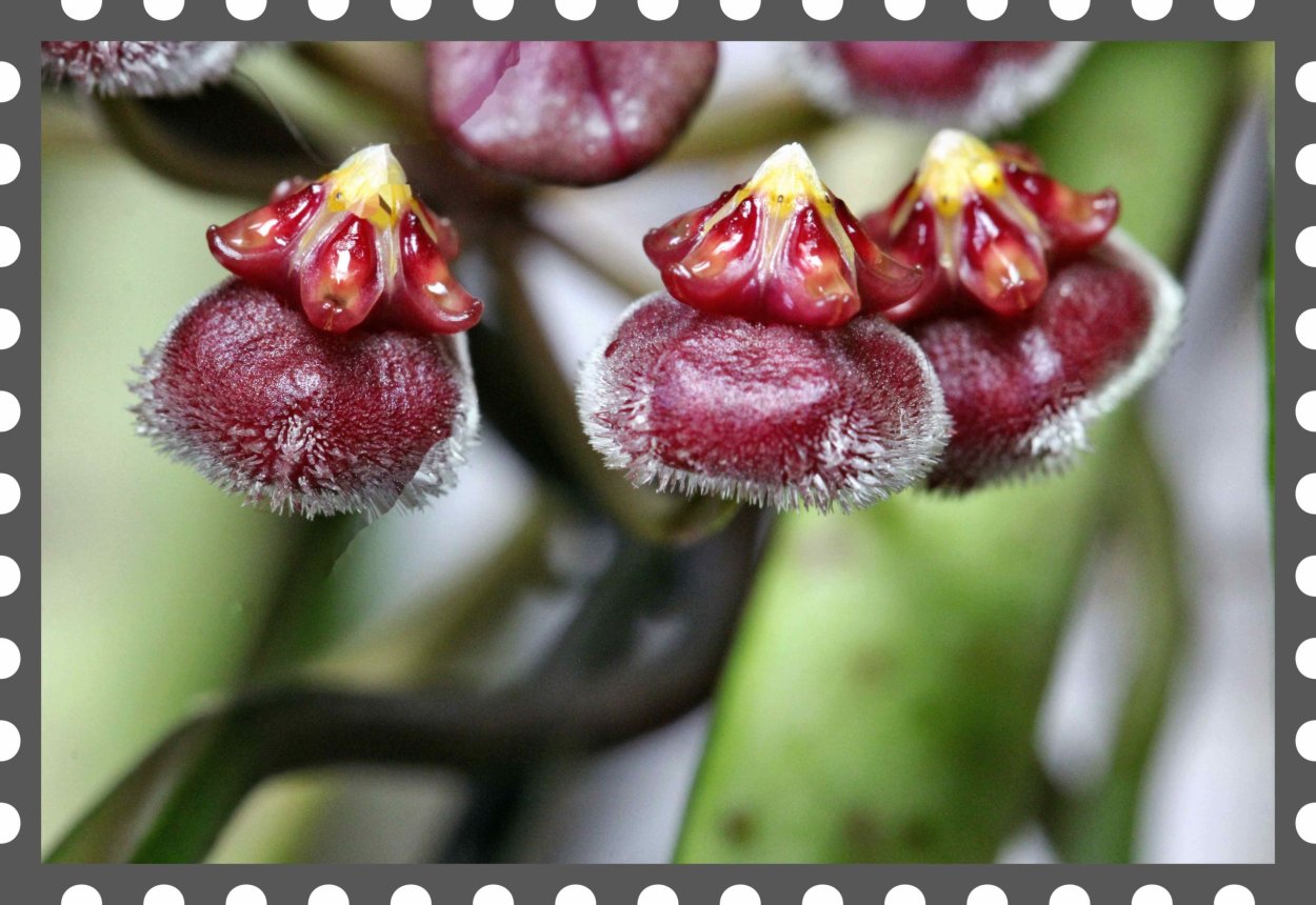 Хойя Кентиана Hoya kentiana