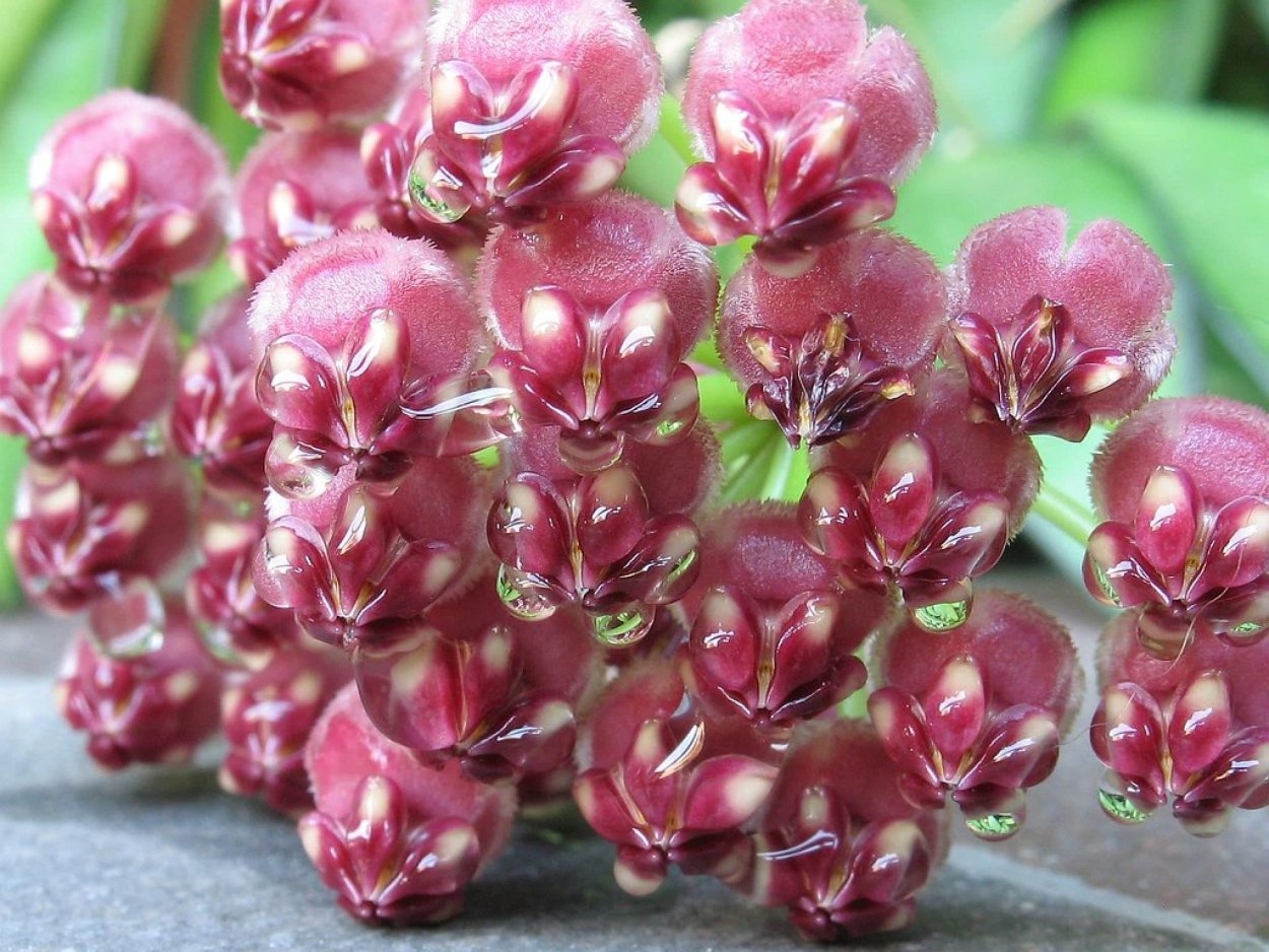 Hoya kloppenburgii