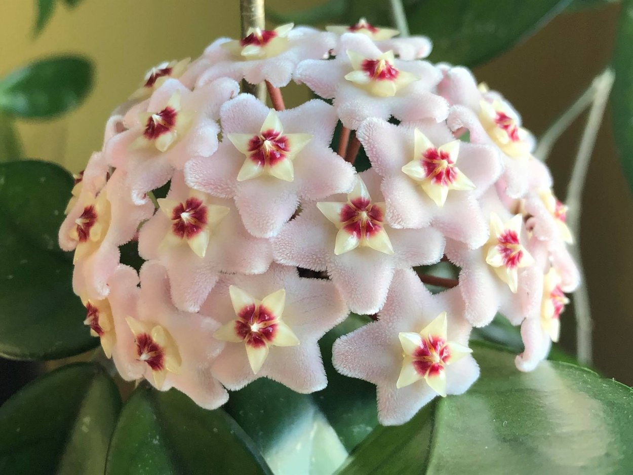 Хойя Карноза