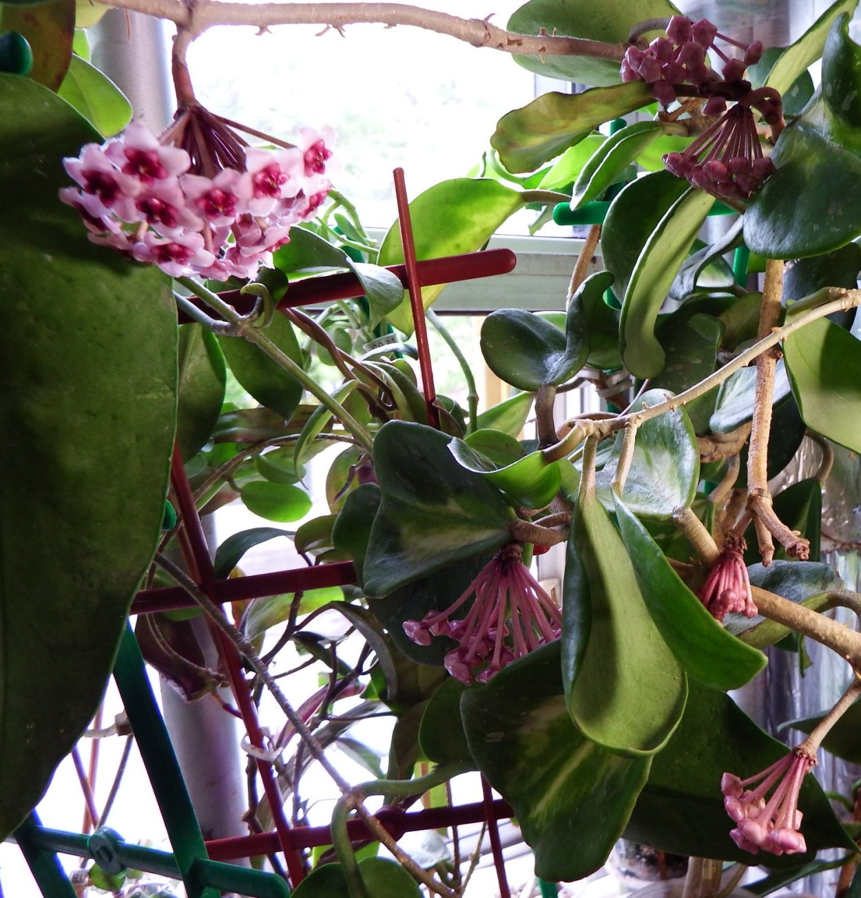 Hoya obovata variegata