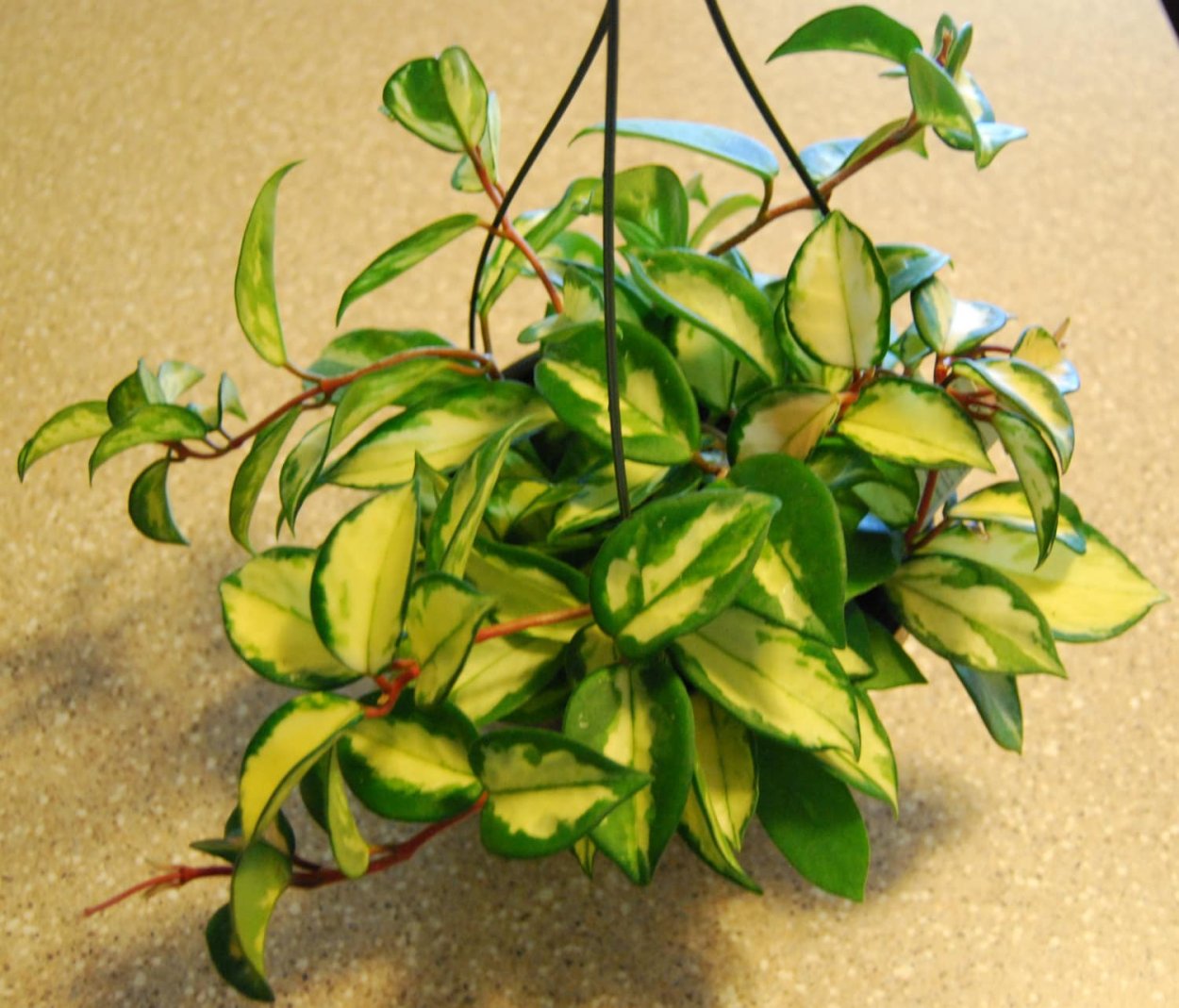 Хойя Карноза Вариегата Вариегата