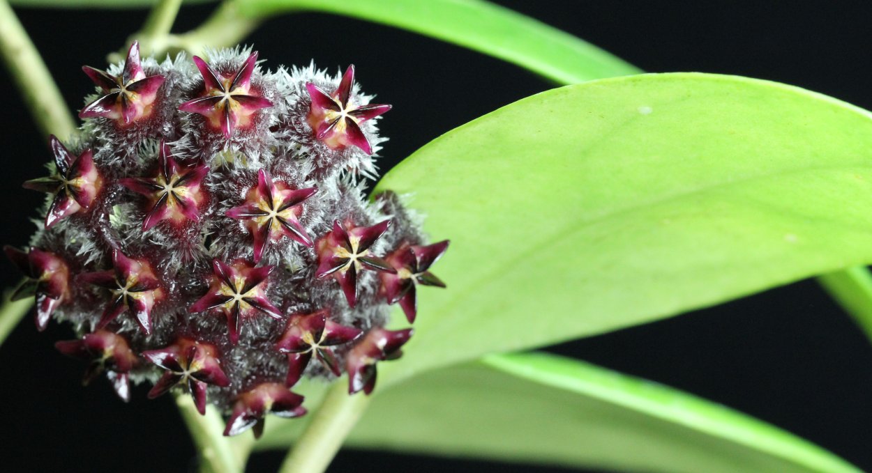 Хойя миндоренсис