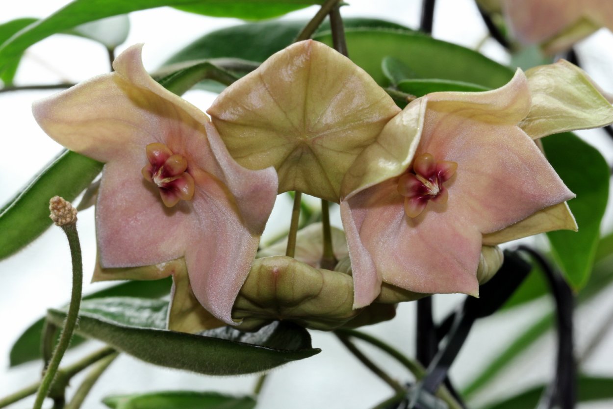 Хойя lamingtoniae