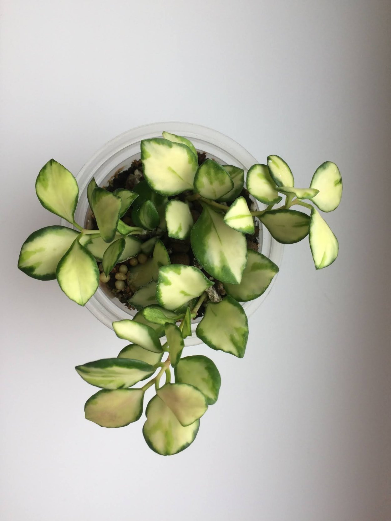 Хойя хешкелиана вариегатная