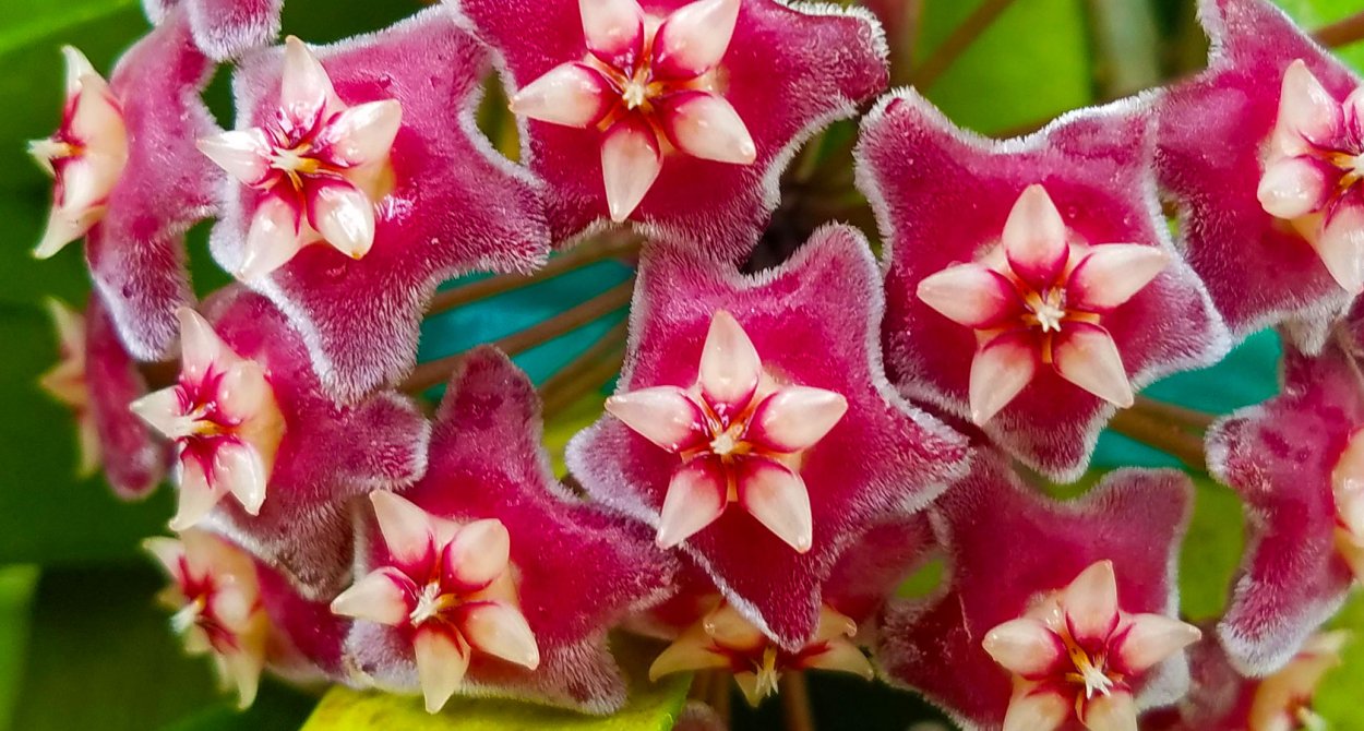 Хойя Лори Линн.характеристика