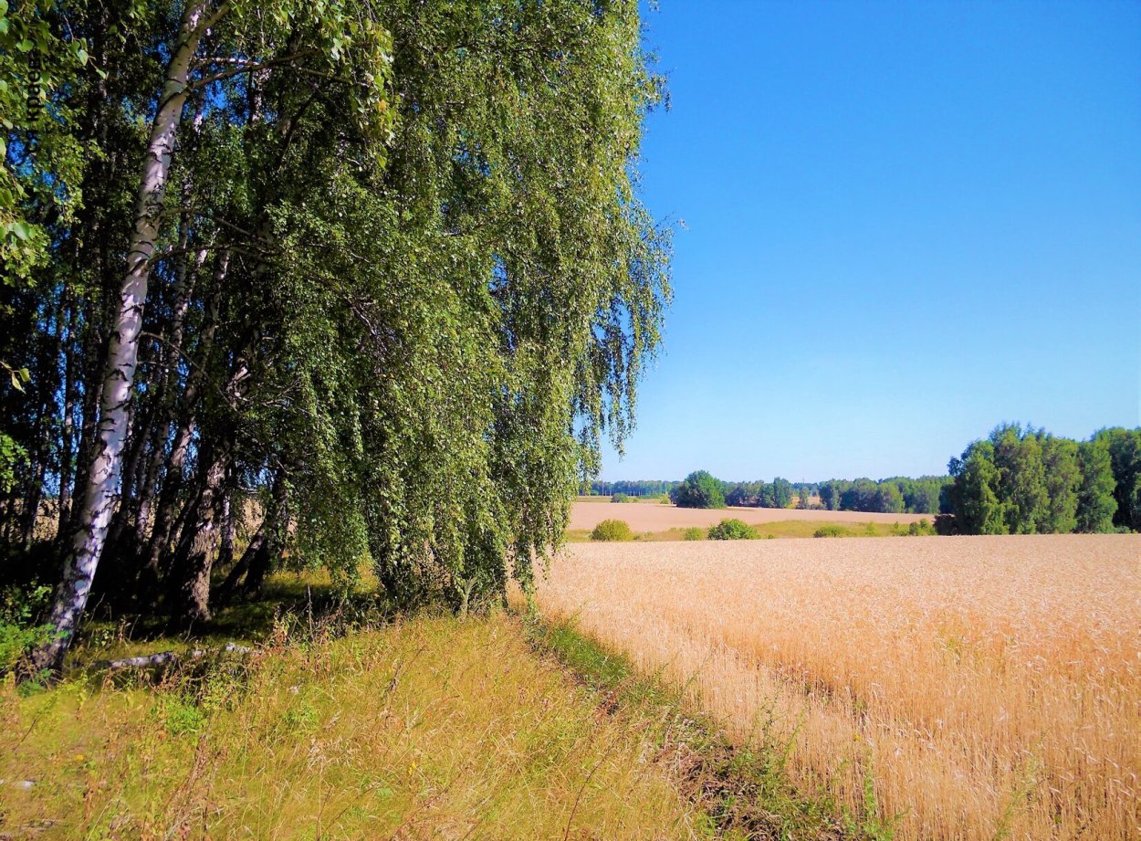 Россия Раздолье березы