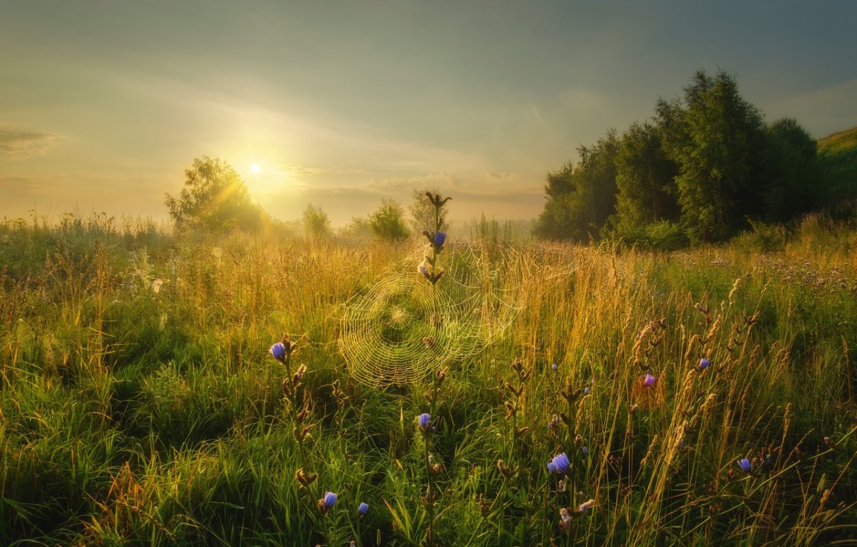 Константиново Рязанская область природа лето