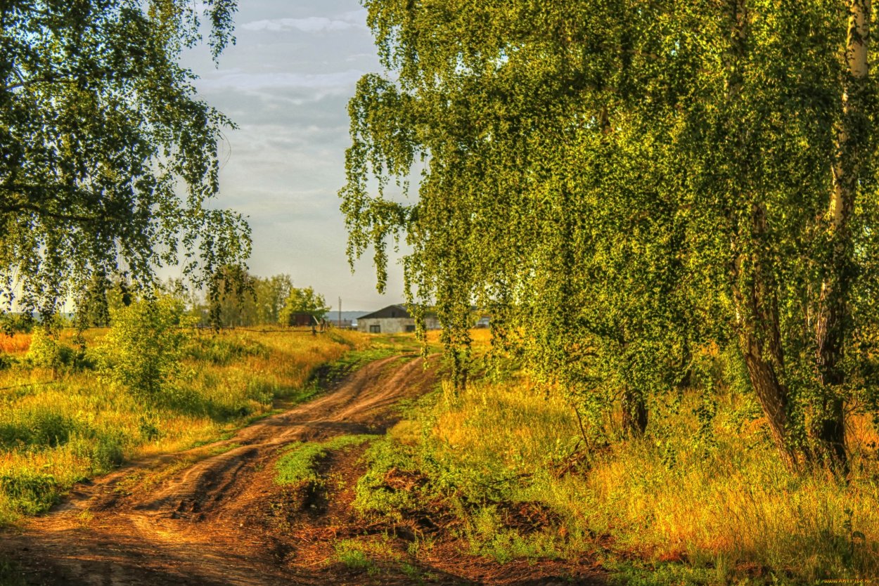 Берёзки средней полосы России