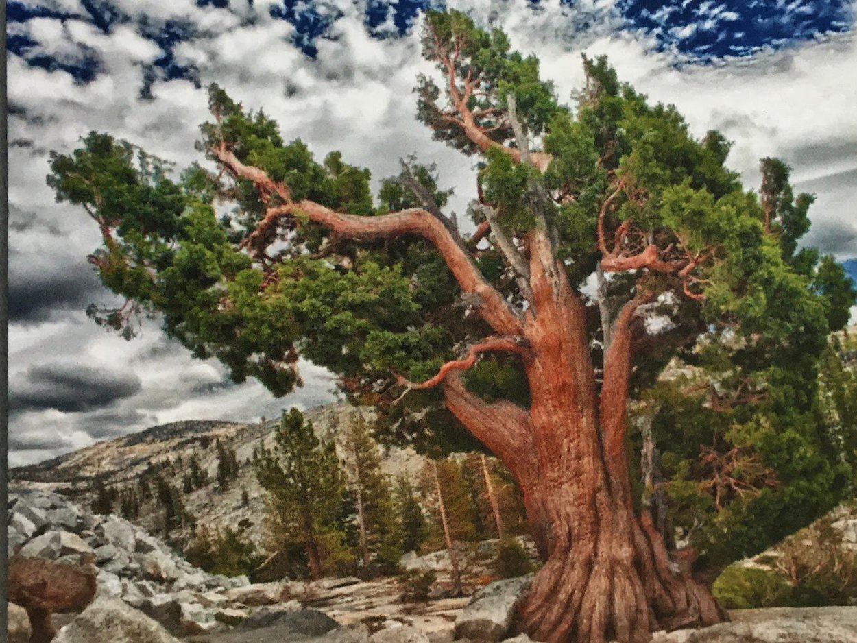 Сосна Мафусаил