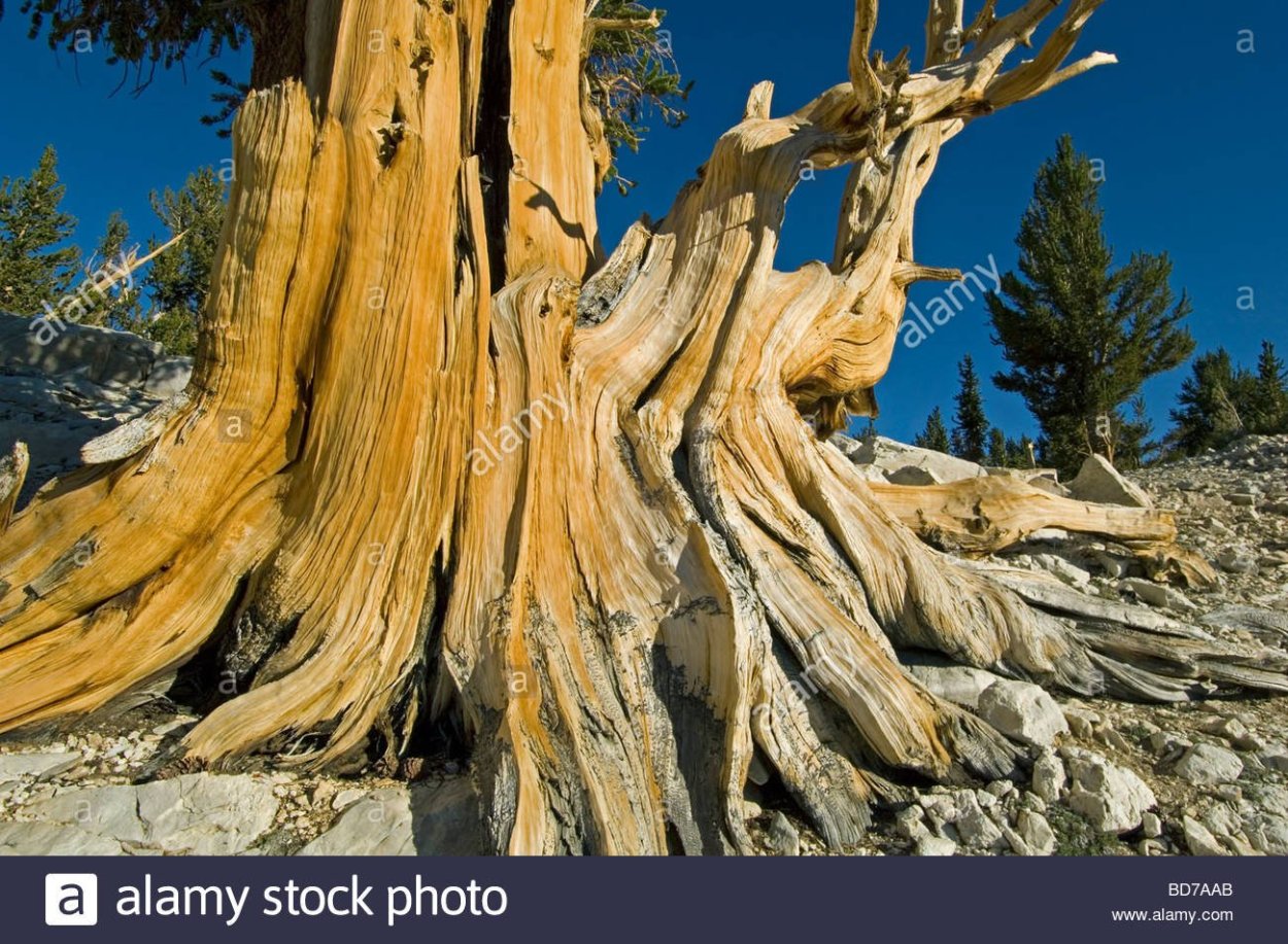 Остистая сосна в белых горах в Калифорнии