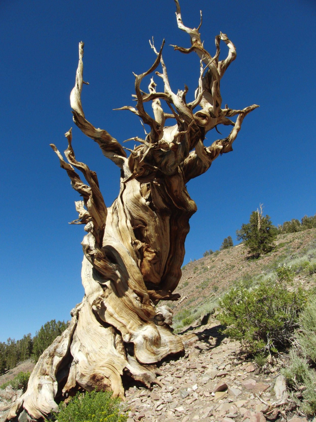 Межгорная сосна Мафусаил