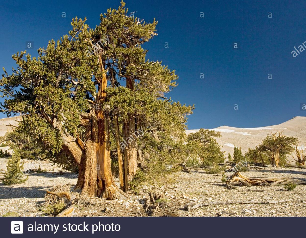 Остистые сосны Северная Америка