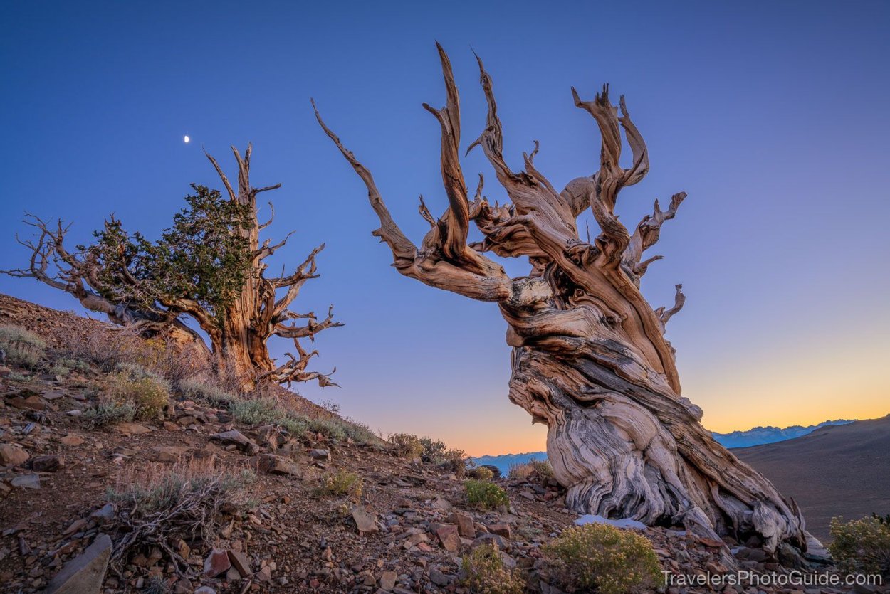 Сосна остистая межгорная Невада
