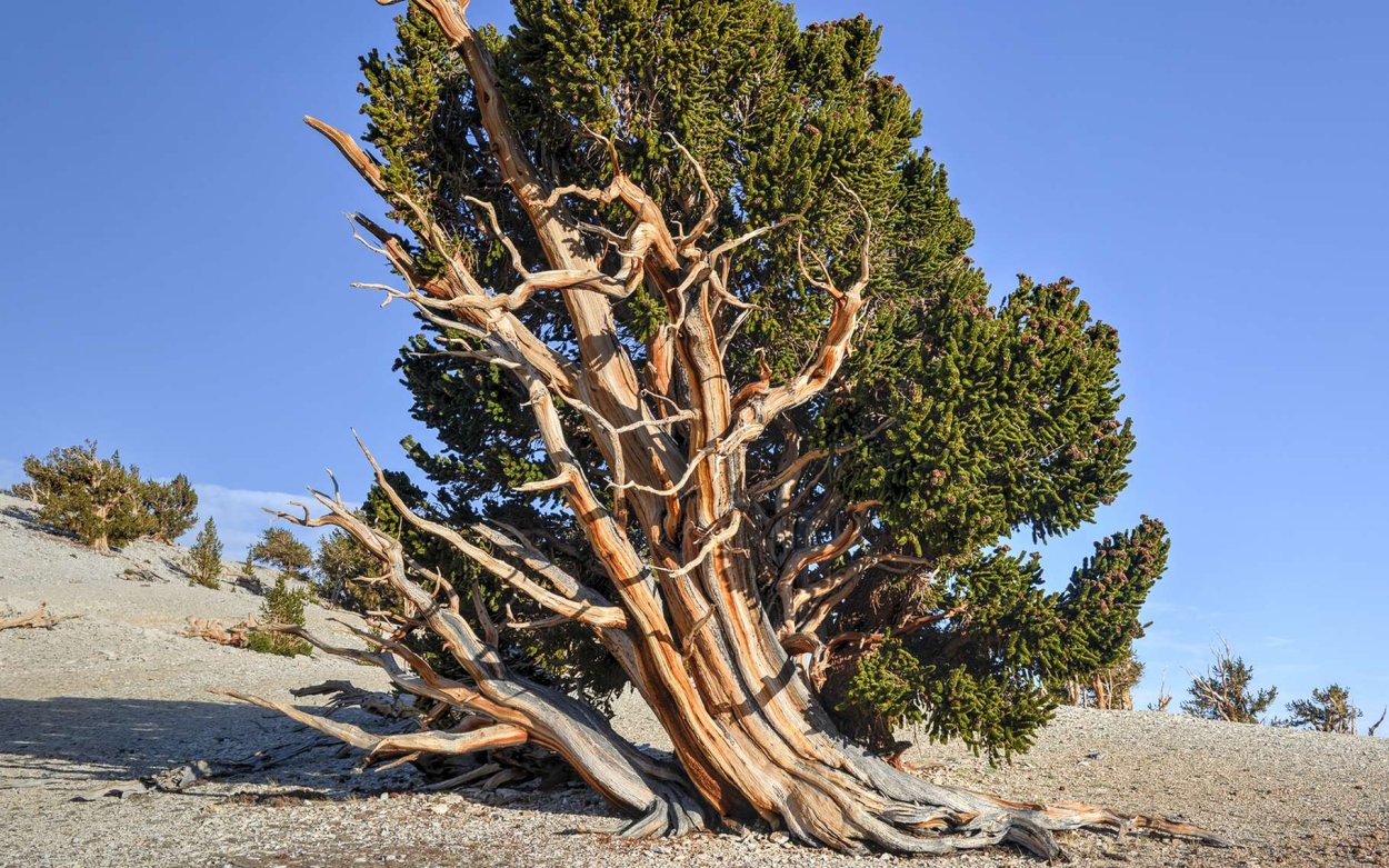 Горные сосны в Восточной Калифорнии