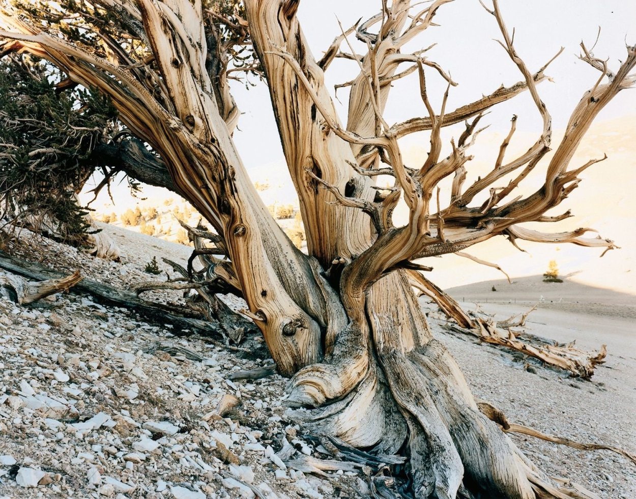 Корень сосна Мафусаил