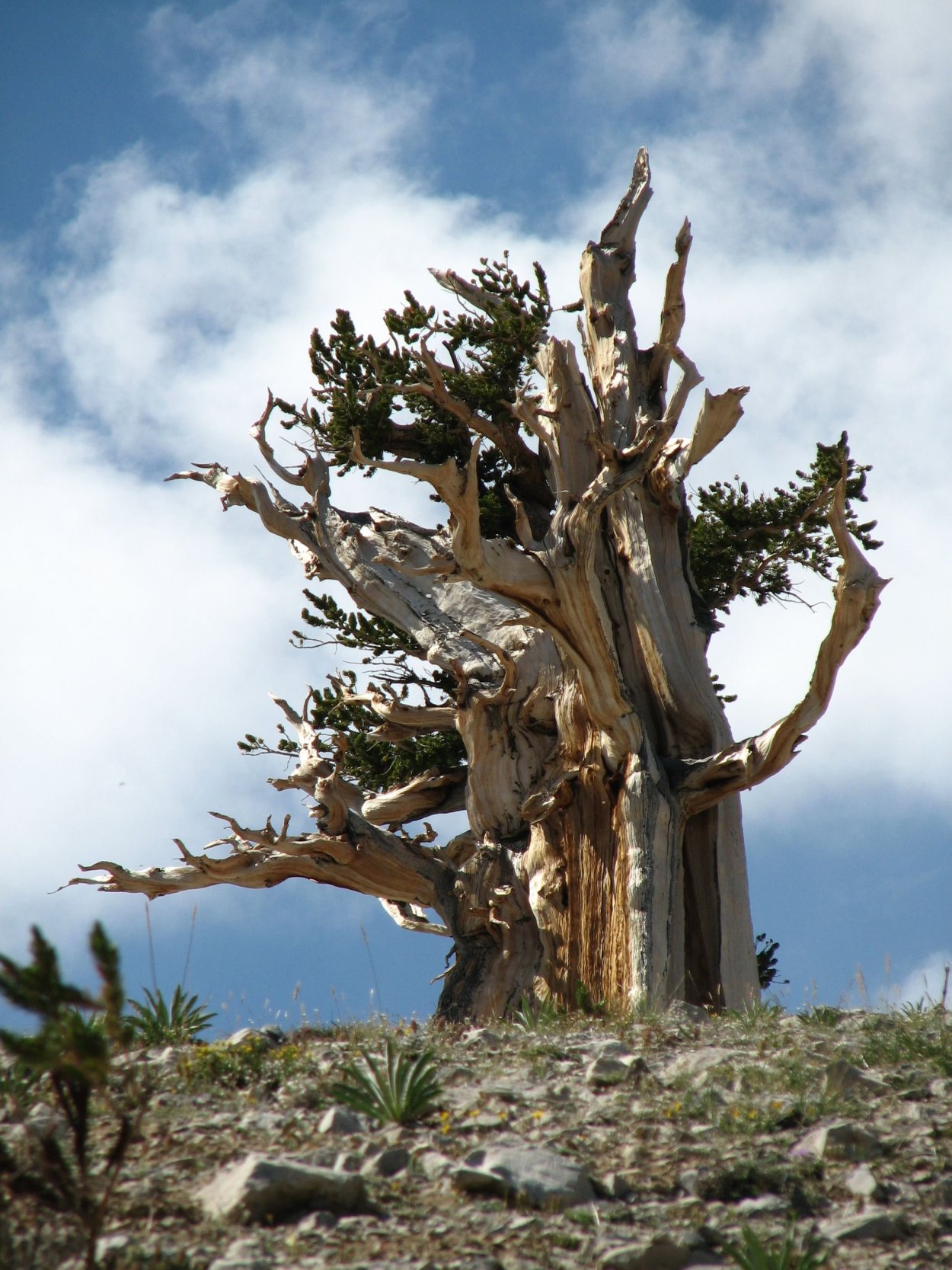 Сосна Мафусаил