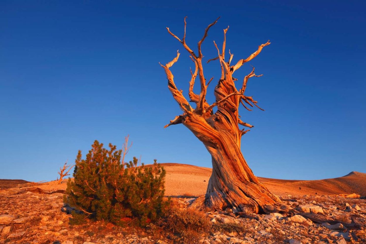 Остистые сосны Северная Америка