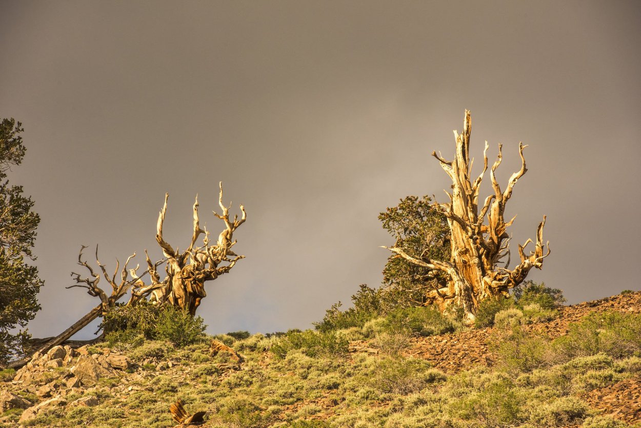 Межгорная сосна Мафусаил