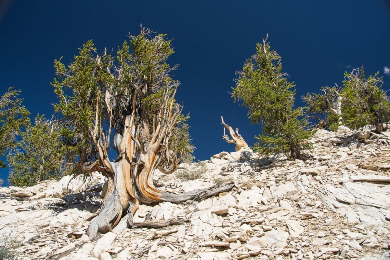 Межгорная сосна Мафусаил