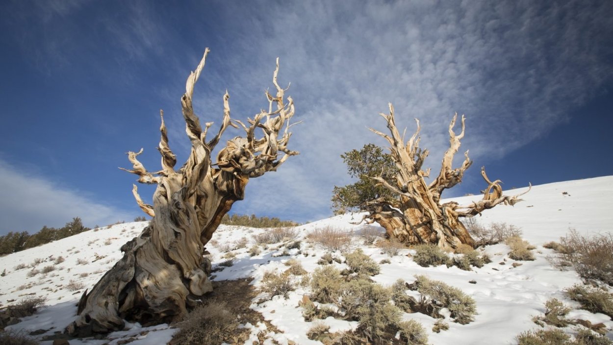 Сосна остистая межгорная 5068 лет