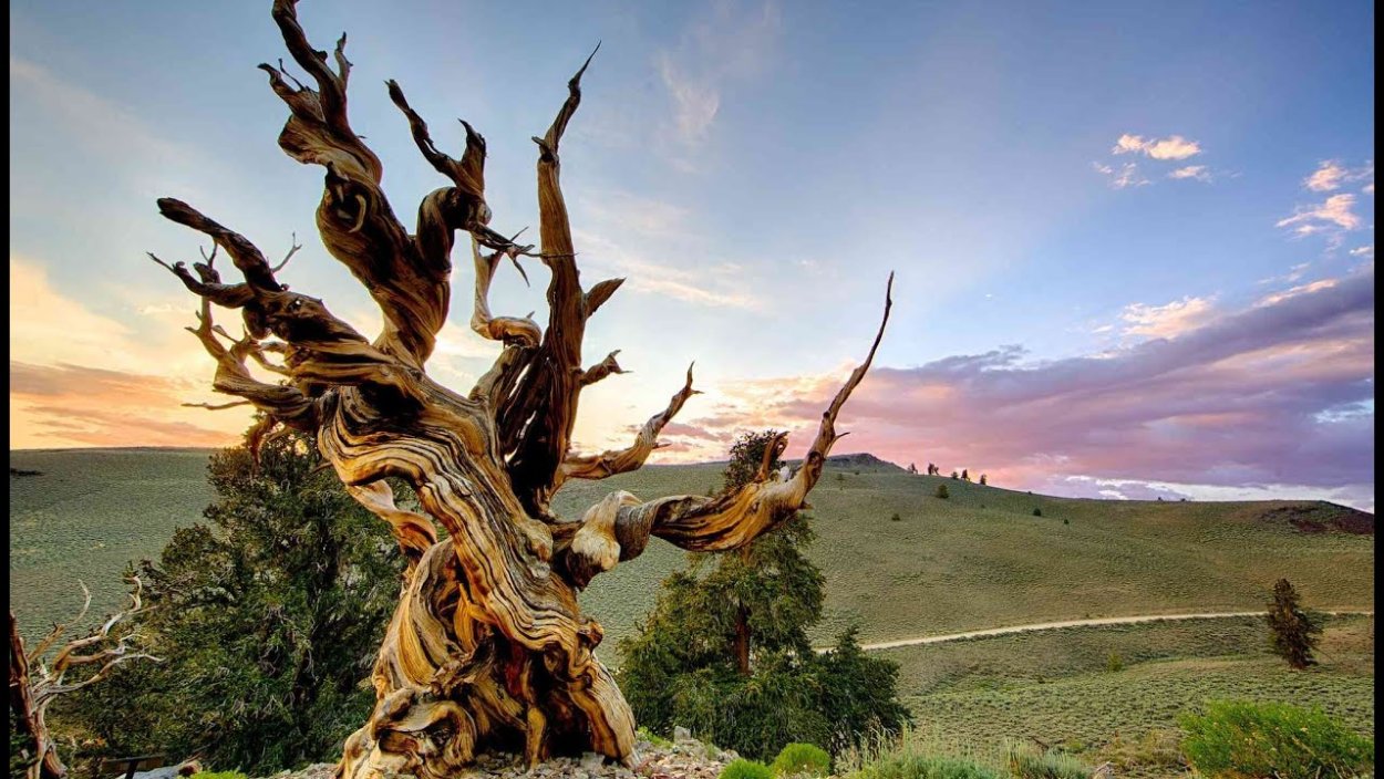 Секвойя Мафусаил