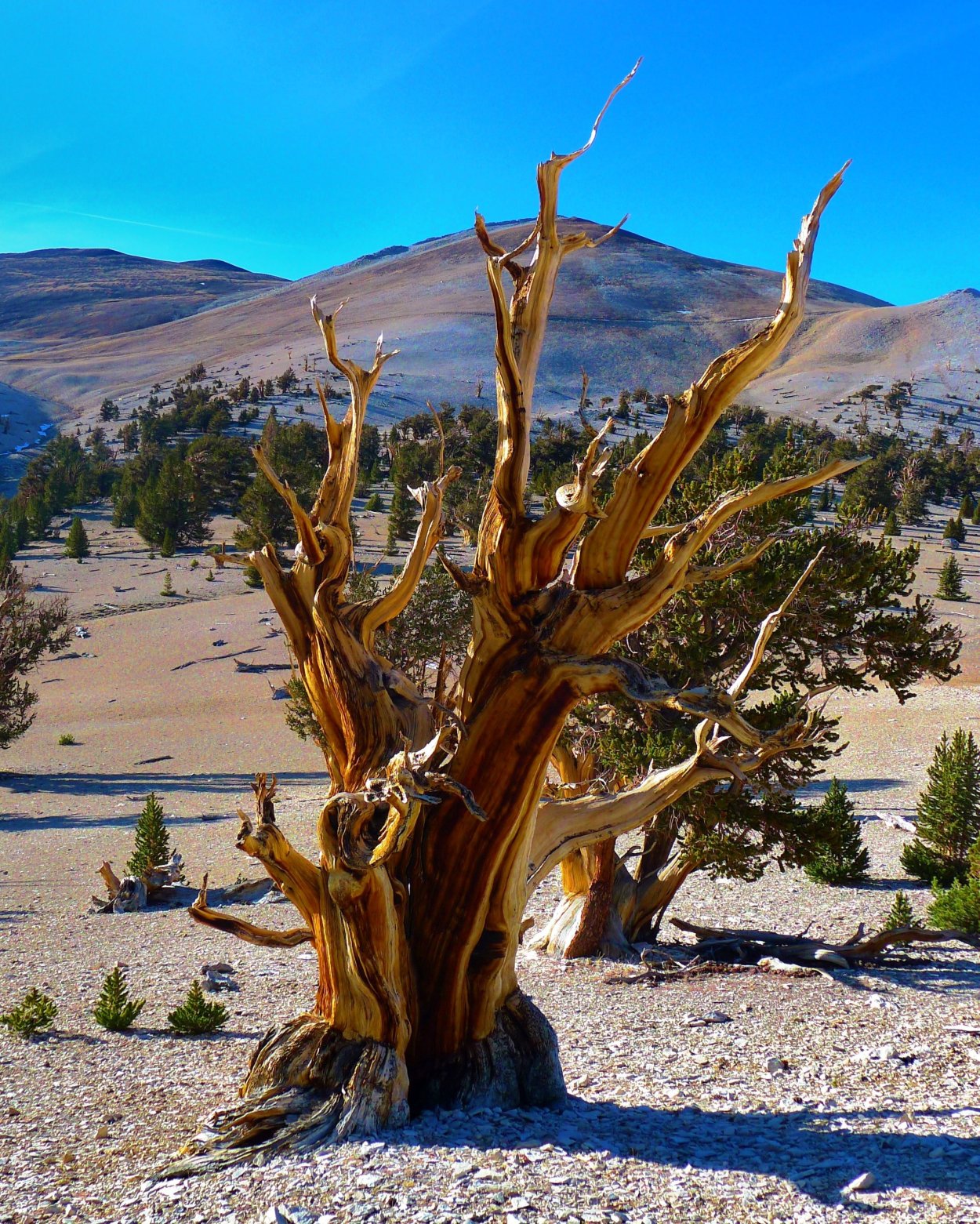 Мафусаил Ной