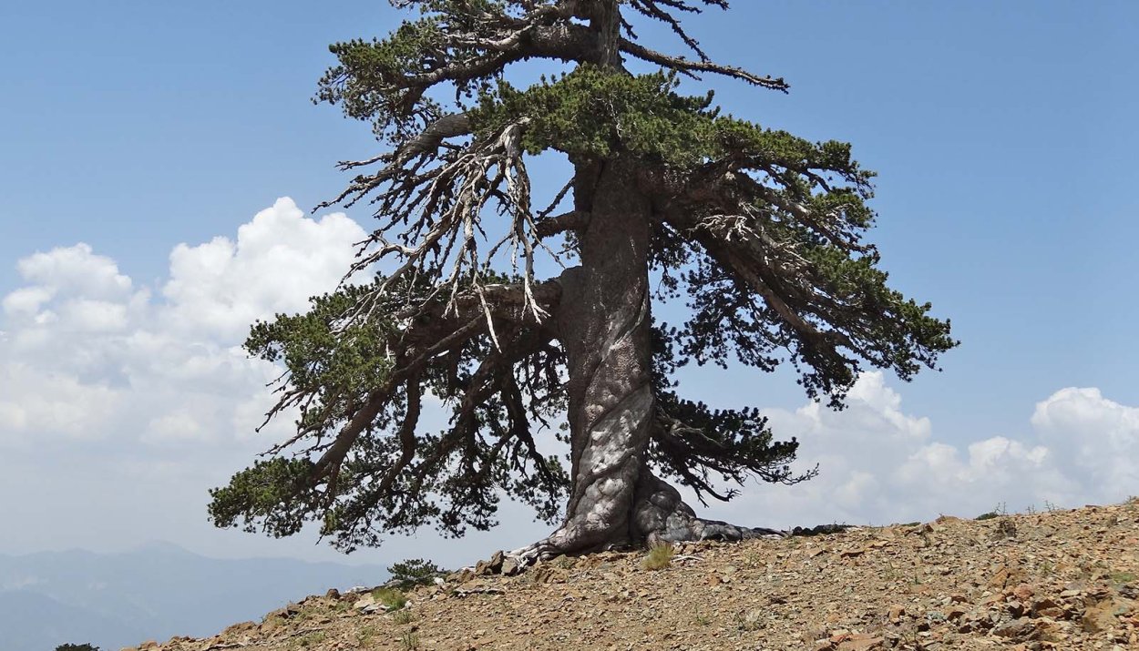 Старая сосна