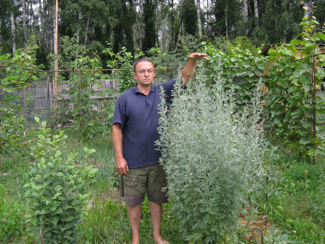 Полынь кустовая Божье дерево