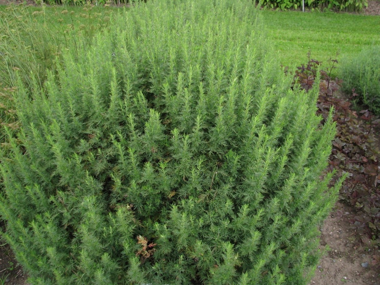 Полынь древовидная Артемизия